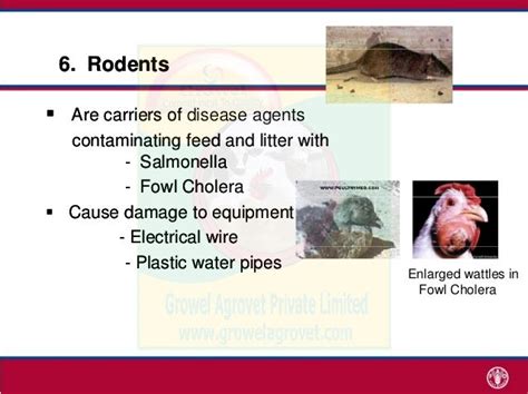 Poultry Diseases Cause, Diagnosis, Control & Treatment