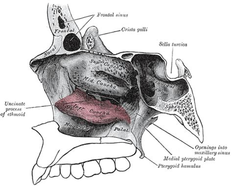 The Inferior Nasal Concha - Human Anatomy