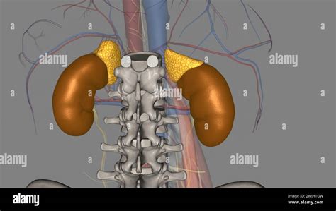 The Kidneys Are Two Bean Shaped Organs That Filter Your Blood3d