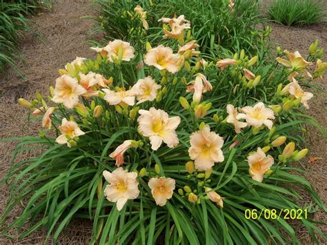 Daylily Hemerocallis Fairy Tale Pink In The Daylilies Database