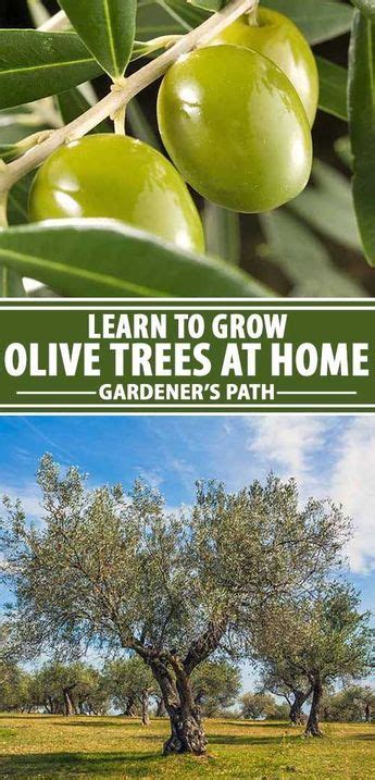 What Is Special About Olive Trees