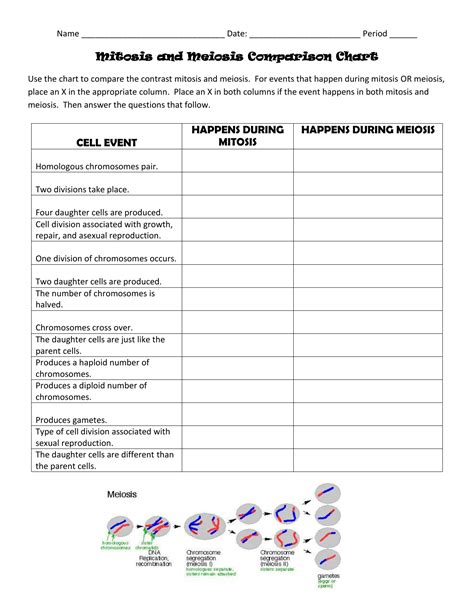 Unit 6 Outcome Meiosis Coloring Worksheet Printable And Enjoyable