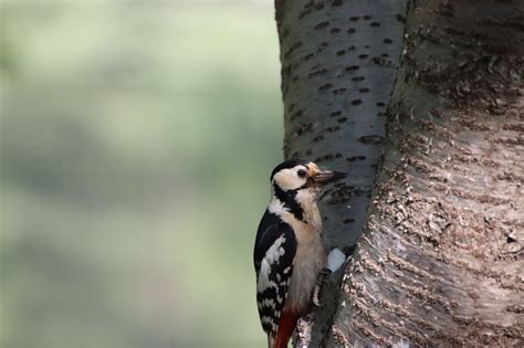 Woodpecker Bird Tree Free Photo On Pixabay Pixabay