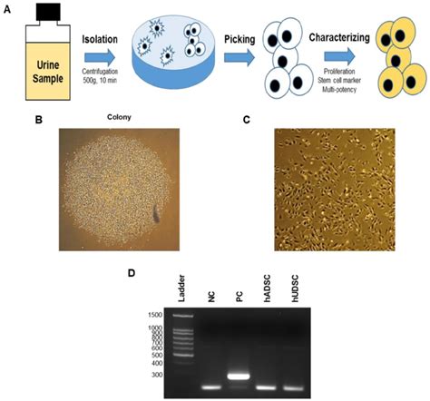 Isolation Of HUDSCs A Scheme Of Isolation Of Stem Cells From Human