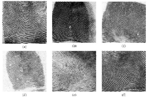 Fingerprints Classification Involving Six Categories A Arch B Download Scientific Diagram