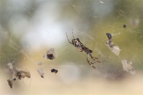 Australian Golden Orbweaver From Corfield Qld Australia On