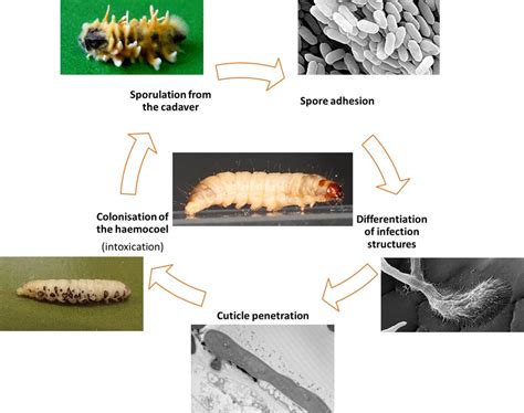 General Overview Of The Invasive And Developmental Processes Of