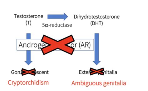 Common Male Reproductive Disorders Flashcards Quizlet