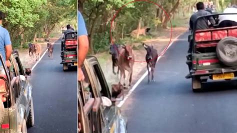 पीलीभीत टाइगर रिजर्व दिखा बेहद रोमांचक सीन बाघ ने किया पशुओं का शिकार पर्यटकों ने कैमरे में