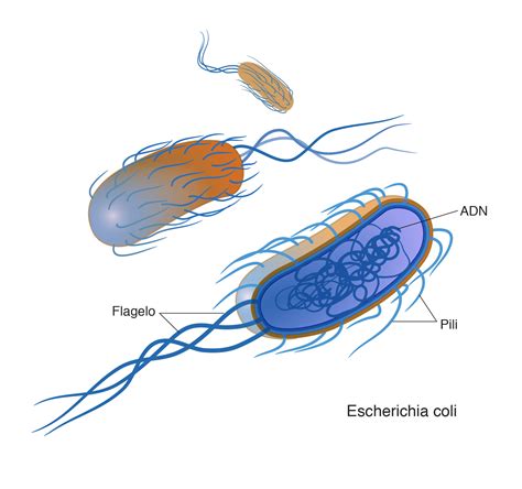 Esquema de una bacteria Fotos Guía 2024