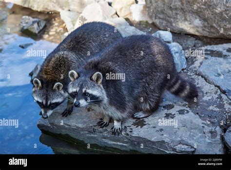 Stone Raccoons Hi Res Stock Photography And Images Alamy