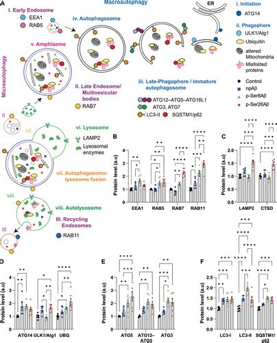 Full Article Phosphorylation State Dependent Intraneuronal Sorting Of