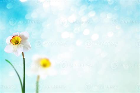 Spring flowers of daffodils. 9864577 Stock Photo at Vecteezy