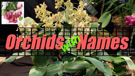 Orchids Names in Orchids Show - A Greate Way To Learn Orchids - YouTube