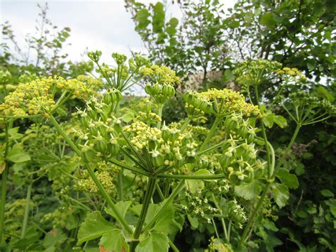 Franklin County Conservation Encourages Awareness Of Wild Parsnip