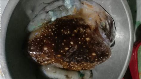 ANG LAKI NG BAGULAN Cuttlefish YouTube