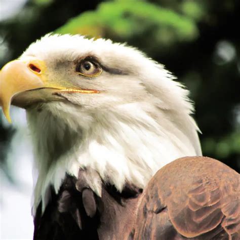 Cu L Es La Relaci N Entre Las Guilas Y Otras Especies De Aves En Sus