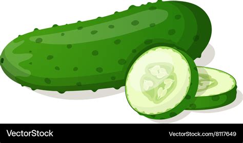 Cucumber Isolated On White Royalty Free Vector Image