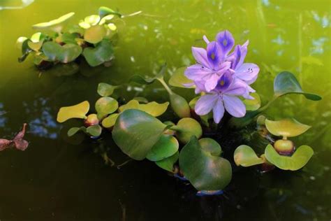 Le Migliori Piante Acquatiche Per Lo Stagno In Giardino Lavorincasa It