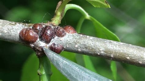 Scale Insect Coccidae On Green Ash Youtube