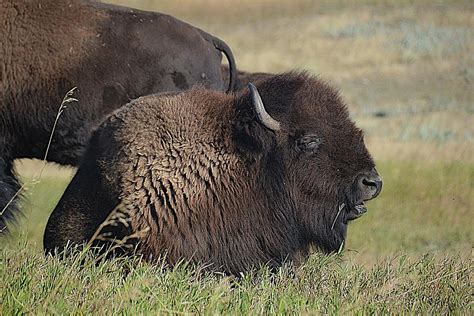 American Bison In Montana Photograph By Toni Abdnour Fine Art America