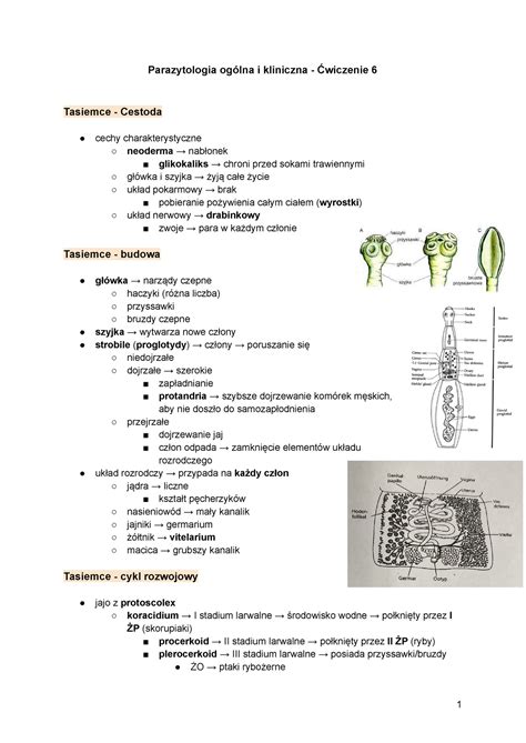 Parazytologia Og Lna I Kliniczna Wiczenie Studocu