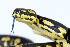 2024 Jungle Carpet Python Care Guide - SnakeTracks.com