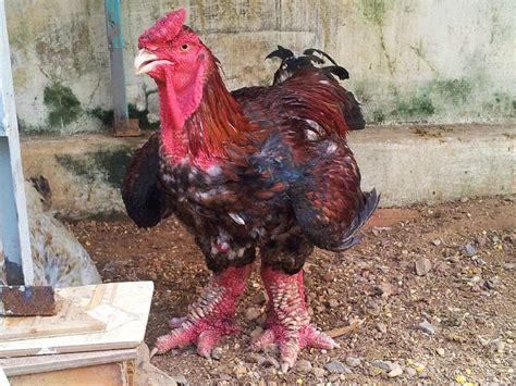 El Pollo Dong Tao Una Rara Especie De Ave Con Piernas De Dragón Ruta 33