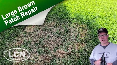 How To Fix Brown Patch And Large Patch In St Augustine Zoysia And Tall Fescue With The Lawn Care