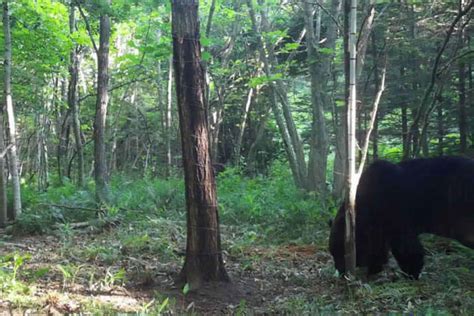 北海道の怪物ヒグマ「oso18」に“異変”が 「牛のロースだけ選んで食べるように」「例年と異なる不気味な行動パターン」（写真7） デイリー新潮