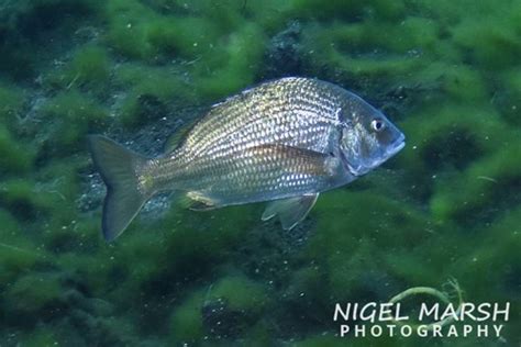 Black Bream Acanthopagrus Butcheri · Inaturalist