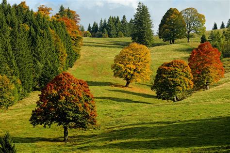 Fotos Gratis Paisaje Natural Naturaleza Rbol Oto O Bioma