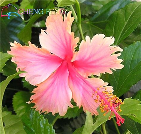 Exotic Hibiscus Mix Seeds 100pcs