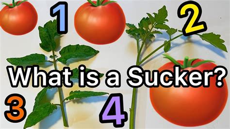 Growing Cherry Tomatoes Grow Tomatoes Cherry Tomato Plant Tomato