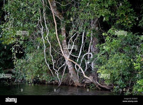 El Pantanal El Humedal M S Grande Del Mundo Brasil Am Rica Del Sur