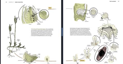 life cycle of Lycopodium Diagram | Quizlet