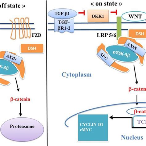 Canonical Wnt Catenin Pathway Warburg Glycolysis And Cancer Schema