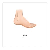 human body parts flashcards    planetspinin
