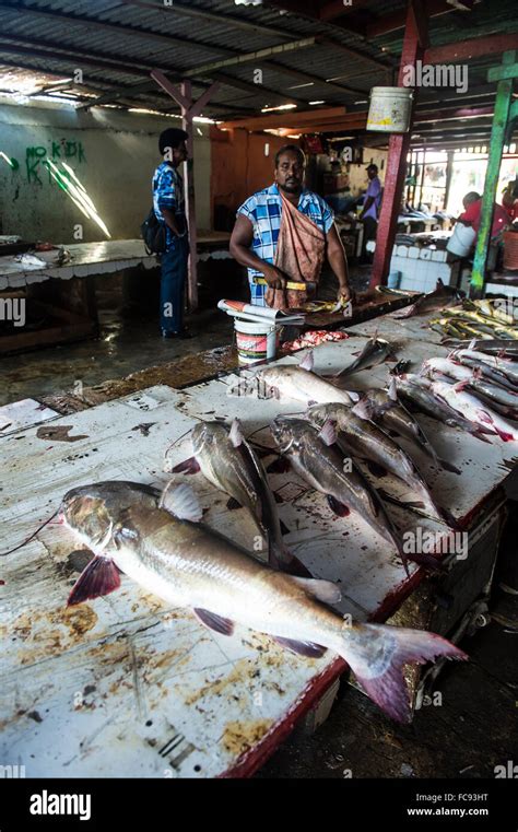 Peces De Guyana Fotografías E Imágenes De Alta Resolución Alamy