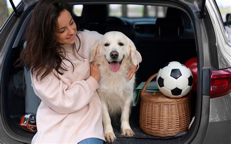 Hund Im Auto Transportieren Tipps F R Einen Sicheren Hundetransport