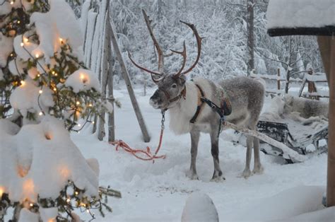 Reindeer Farm Visit Sleigh Rides Rovaniemi Lapland Finland