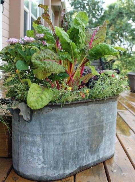 Swiss Chard in a metal wash tub - gorgeous container planter. Maybe it ...