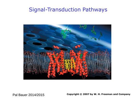 Pdf Signal Transduction Pathways Semmelweis Egyetemsemmelweis Hu