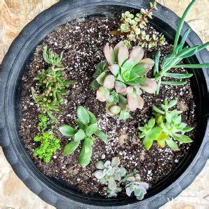 DIY Succulent Soil Potting Mix - Maison de Pax