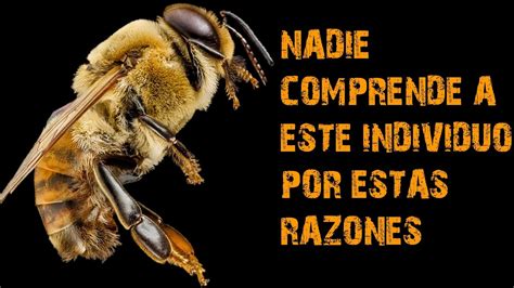 La Dificil Tarea De Una Abeja Zangano Documental Que Hacen Los