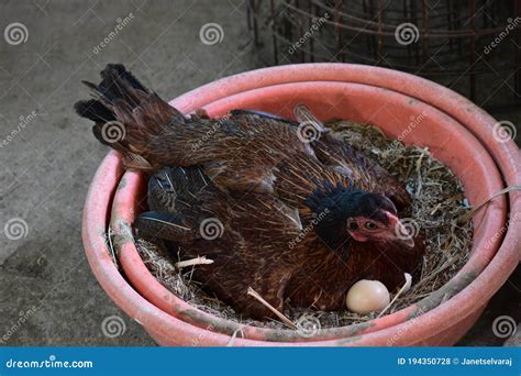 Incubation Period Of Hen To Hatch Chicks From Organic Eggs Stock Photo