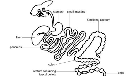 Label the Digestive System of a Rabbit