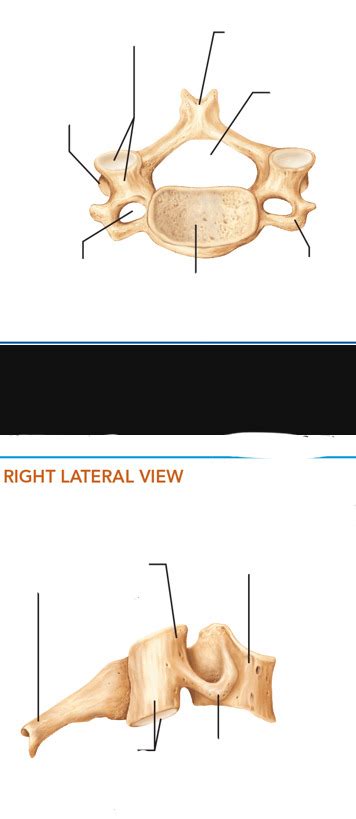 Cervical vertebrae (C1-C7) Diagram | Quizlet