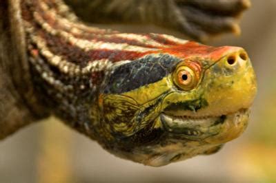 Shellshock New Report Lists 25 Most Endangered Turtle Species