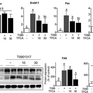 Tfga Inhibits The Expression Of Lipogenic Genes And Their Encoded